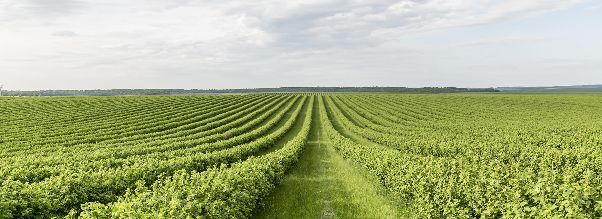 COMPROMETIDOS CON LA EXCELENCIA AGROPECUARIA